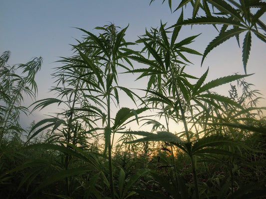 A Brief Yet Comprehensive History of Hemp in the United States